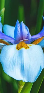 Vibrant iris flower with blue petals and lush green background.