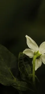Jasmine blossom with dark green leaves.