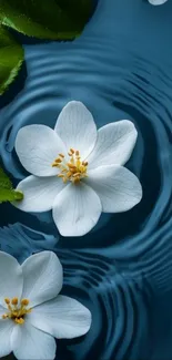 Jasmine flowers floating on water ripples with green leaves.