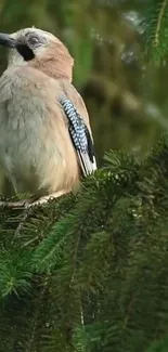 A bird perched on green forest branch.