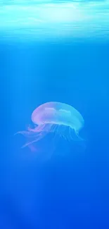 Jellyfish floating in deep blue ocean wallpaper.