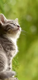 Adorable kitten gazing up amidst green leaves.