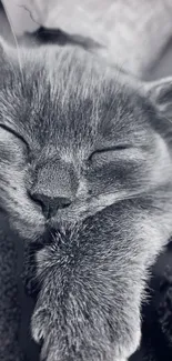 A serene sleeping kitten in grayscale, ideal for phone wallpaper.