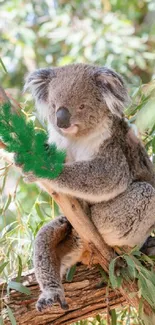 A serene koala perched on a eucalyptus tree branch.