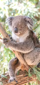 Koala peacefully resting on eucalyptus tree branch with green leaves.