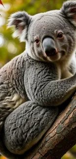 Koala sitting on a tree surrounded by leaves.