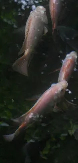 Koi fish swimming in a tranquil pond.