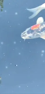 Koi fish swimming in calm blue water.