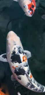 Vibrant koi fish swimming in calm waters, showcasing colorful patterns.