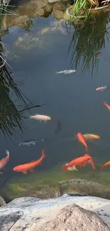 Serene koi pond with vibrant fish and lush greenery.