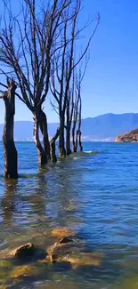 Tall leafless trees in a serene blue lake under a clear sky.