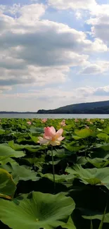 Beautiful lotus pond with cloudy sky and distant hills.