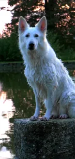 Majestic white dog on a rock by a serene lake.