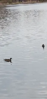 Serene lake with ducks swimming on calm water.