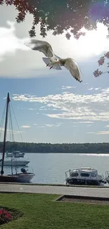 Serene lakeside view with seagull flying gracefully over calm waters.