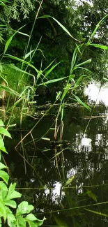 Lush green lakeside with reflective water and tall reeds.