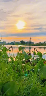 Serene sunset over a lake with lush green plants.