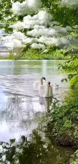 Swans glide on a tranquil lake surrounded by lush green trees and fluffy clouds.