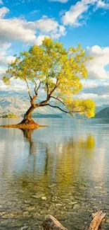 Lone tree in a serene lakeside setting under a blue sky.