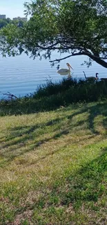 Lakeside view with swans and greenery.