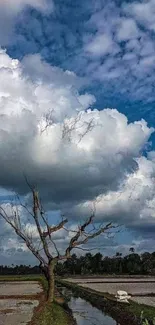 Lone tree under a dramatic sky in open field.