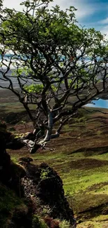 Lone tree on a grassy landscape under a blue sky.