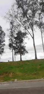 Serene landscape with tall trees and cloudy sky in the background.