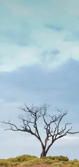 Lone tree against vast blue sky with grassy field.