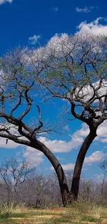 Solitary tree under a bright blue sky with clouds.