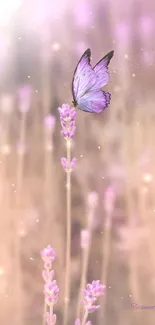 Purple butterfly on lavender in soft focus setting.