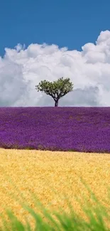 Lavender fields with a solitary tree under a blue sky and fluffy clouds wallpaper.