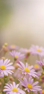 Delicate lavender flowers in soft focus nature scene.