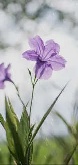 Lavender flower in focus with blurred background.