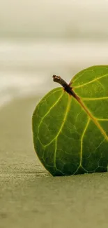 Green leaf on sandy beach background for mobile wallpaper.