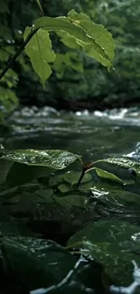 Close-up of leafy branches by a tranquil river.