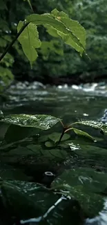 Lush green leaves over a calm river, creating a serene and natural mobile wallpaper.