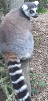 Ring-tailed lemur resting on a tree in the wild.