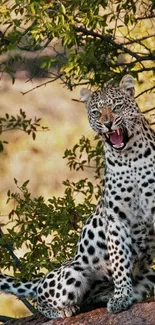 Leopard sits calmly on rock in forest, with lush greenery in the background.