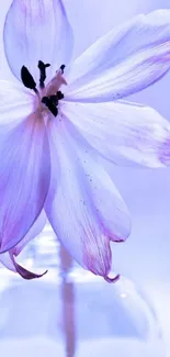 Lilac flower in vase, soft purple wallpaper.