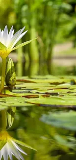 Serene lily pond with reflections, lush green surroundings.