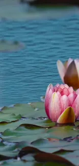 Calm blue pond with pink and white water lilies.