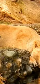 Majestic lion lying by a peaceful stream.