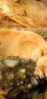 Lion resting by a water edge in serene nature scene.