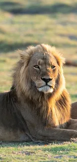 Serene lion pair resting in open grassland.