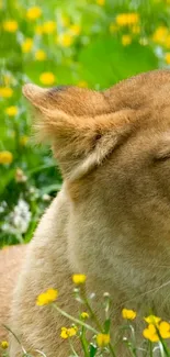 Lioness resting among yellow wildflowers in a green meadow.