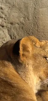 Lioness resting against a textured rock wall in sunlight.