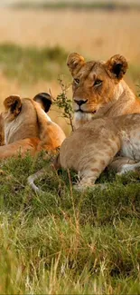 Two lionesses resting in a grassy savannah landscape.