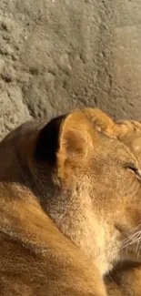 Serene lioness resting against a stone backdrop, showcasing wildlife tranquility.