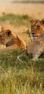 Two lionesses resting in the savanna under a golden sunset.