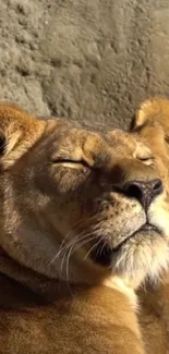 Peaceful lioness enjoying the warm sunlight.